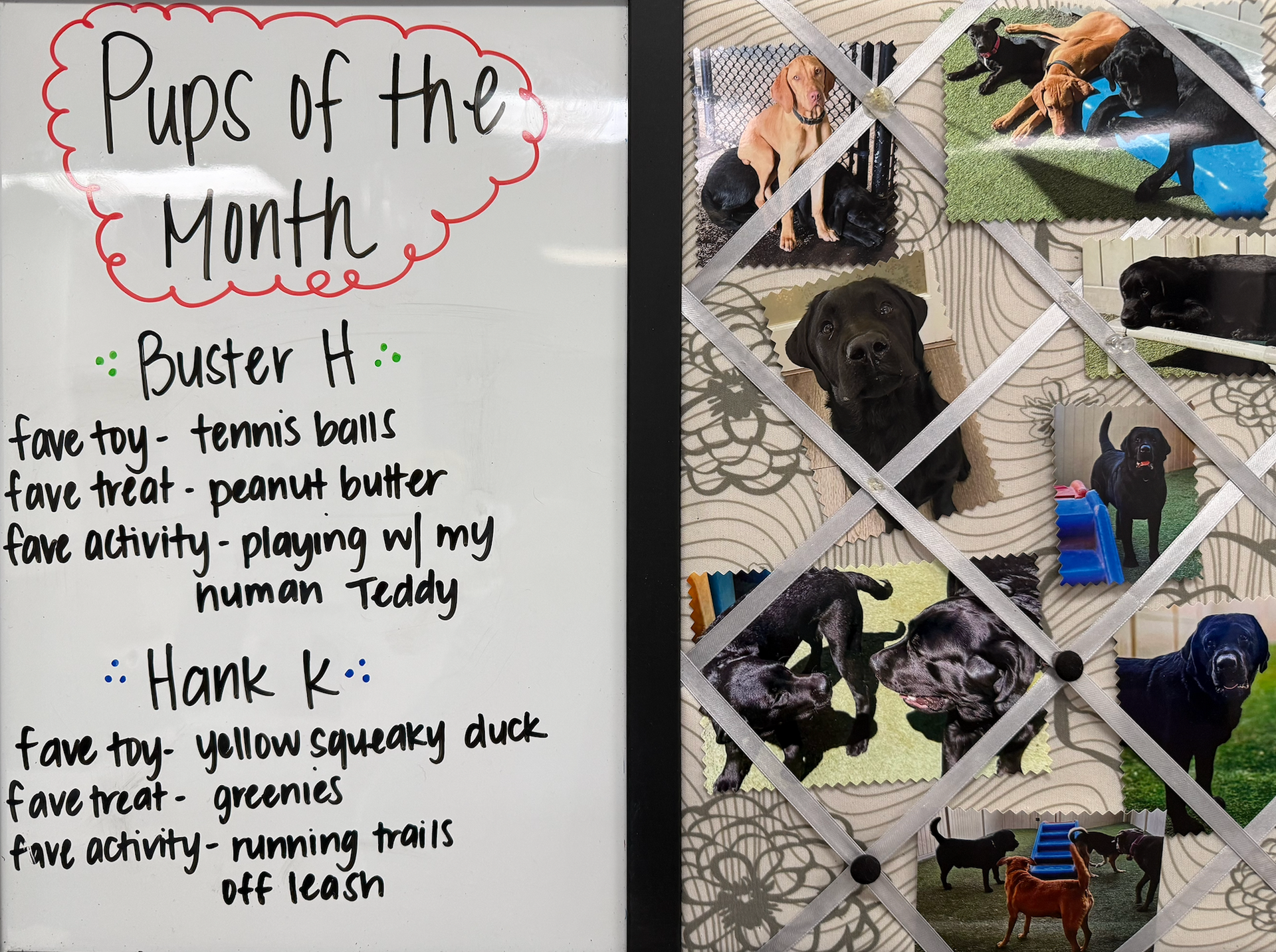 Pups of the Month sign featuring descriptions for Buster H. and Hank K. next to a collage of black and tan dog photos.