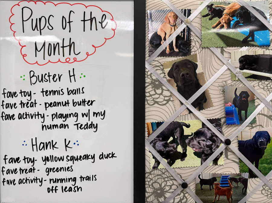 Pups of the Month sign featuring descriptions for Buster H. and Hank K. next to a collage of black and tan dog photos.