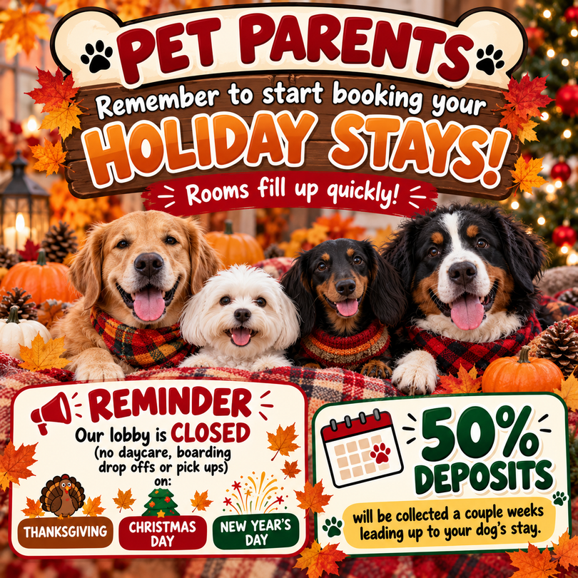 Pet boarding holiday promo with four dogs, “holiday stays” booking reminder, closure notice, and 50% deposit offer