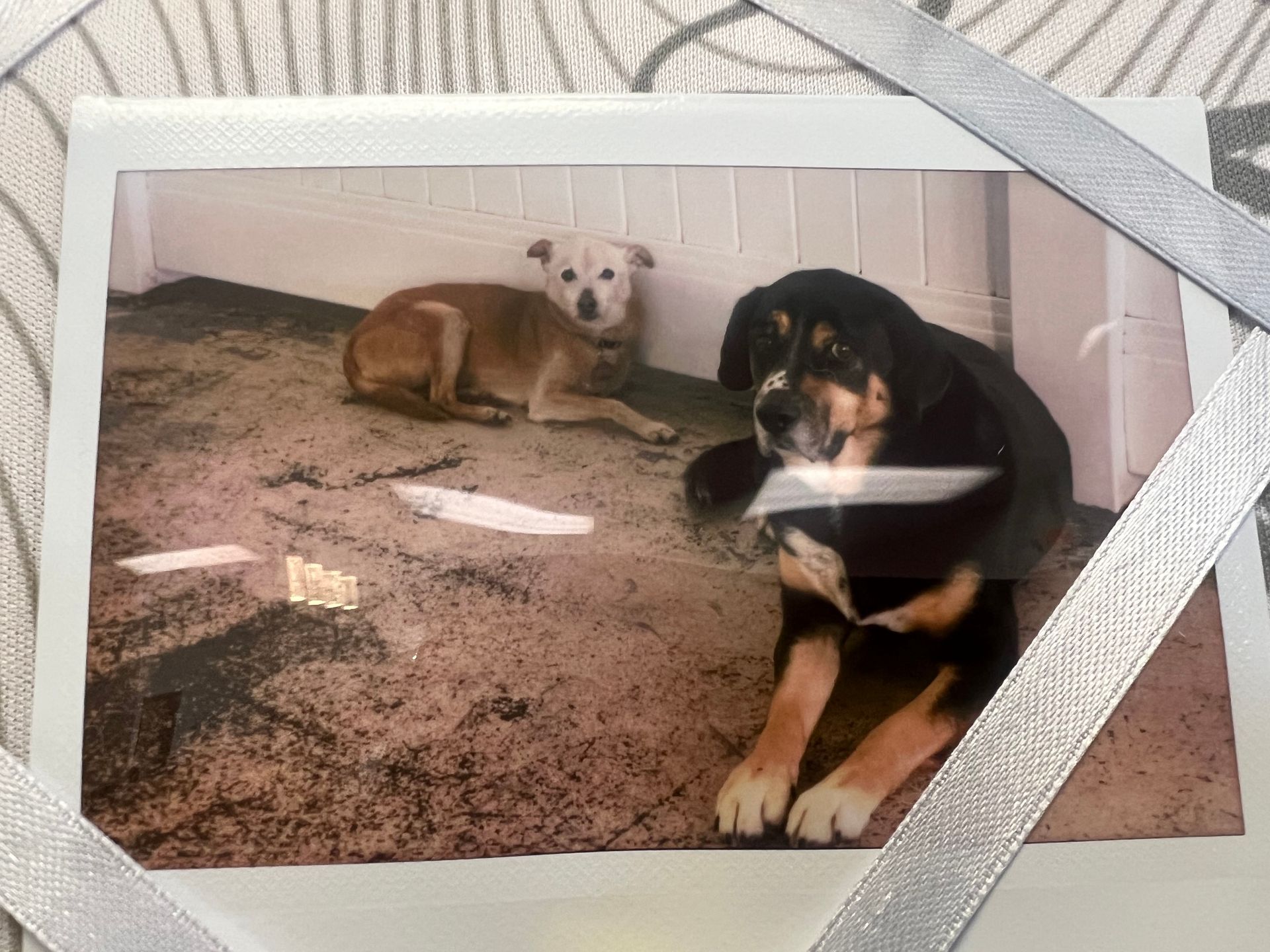 A dog is sitting in a sink with bottles of shampoo behind it