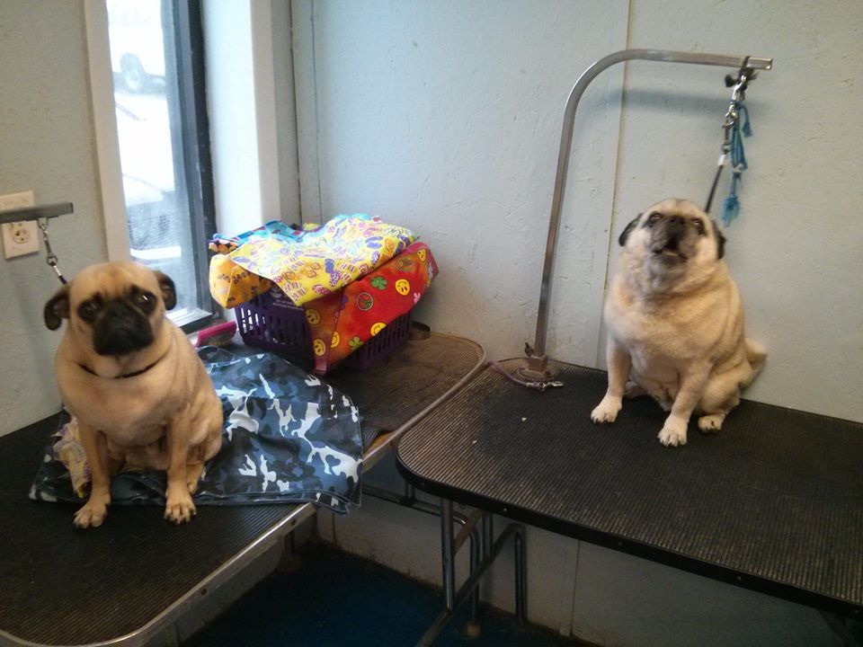 Two dogs waiting to be groomed