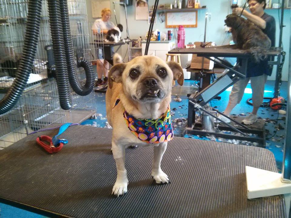 Dog with big eyes being groomed