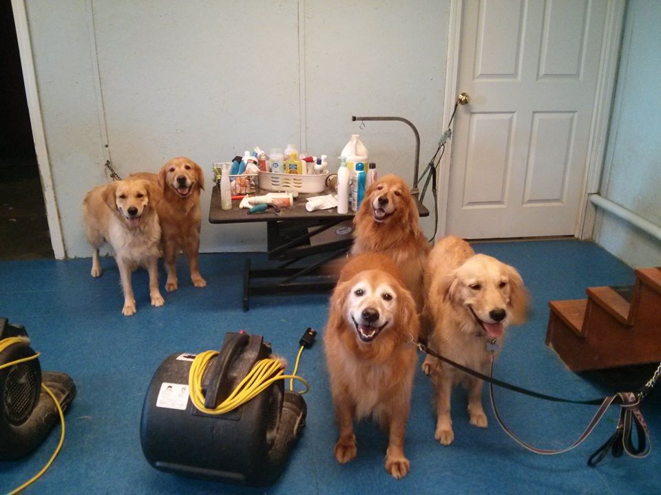 Five dogs in a room