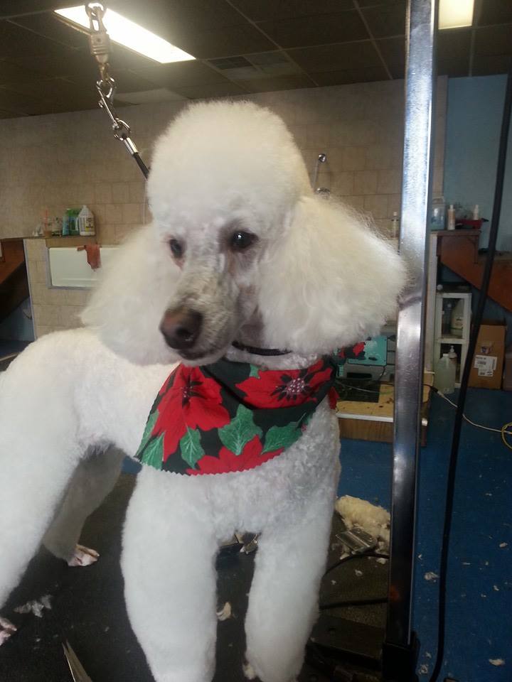 Newly groomed white dog