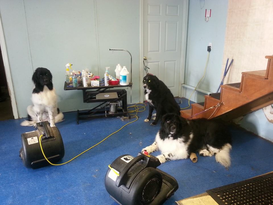 Three dogs in a room