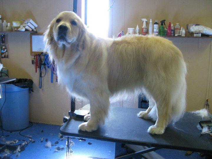 Newly groomed dog