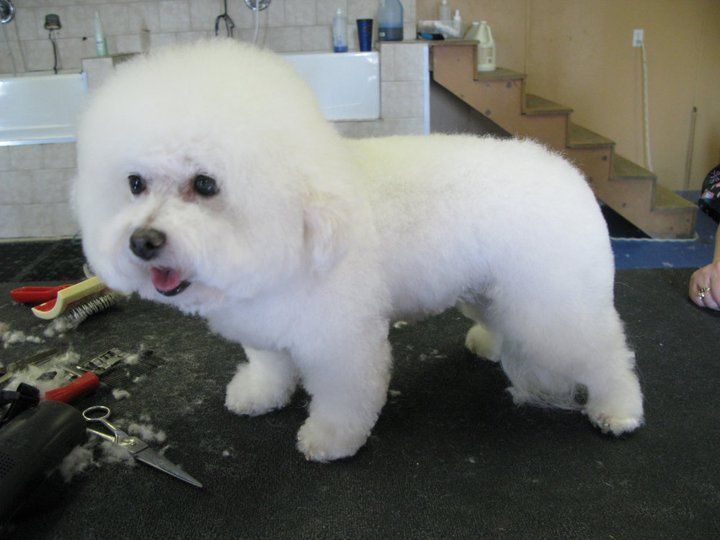 Newly groomed dog