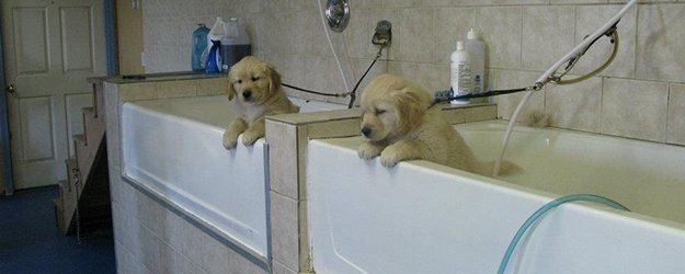 Two dogs on a bathtub