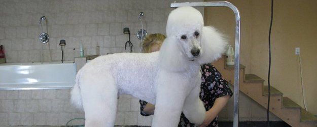 White dog being groomed