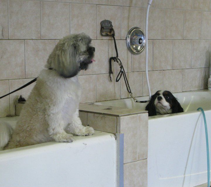 Dogs in a bathtub