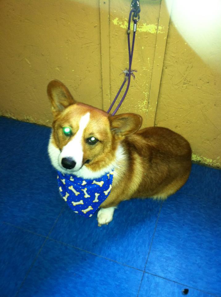 Dog wearing a drool bib