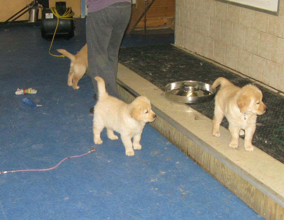 Three dogs waiting for their master