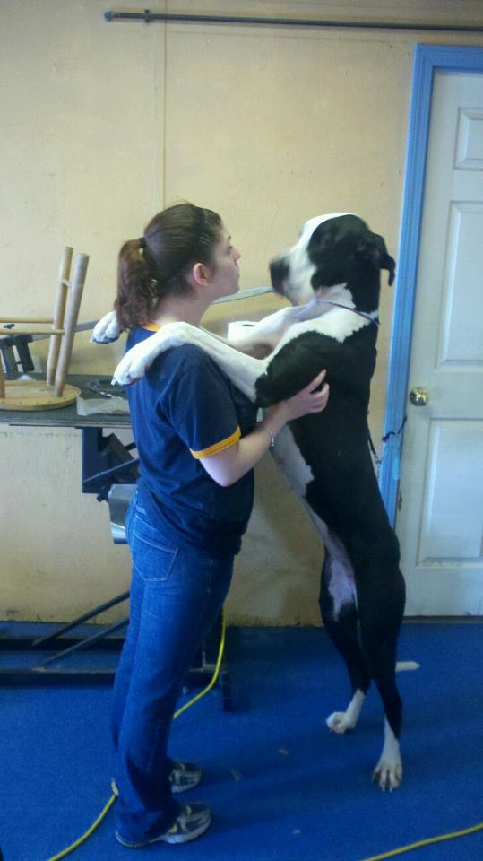 Large dog standing beside a woman
