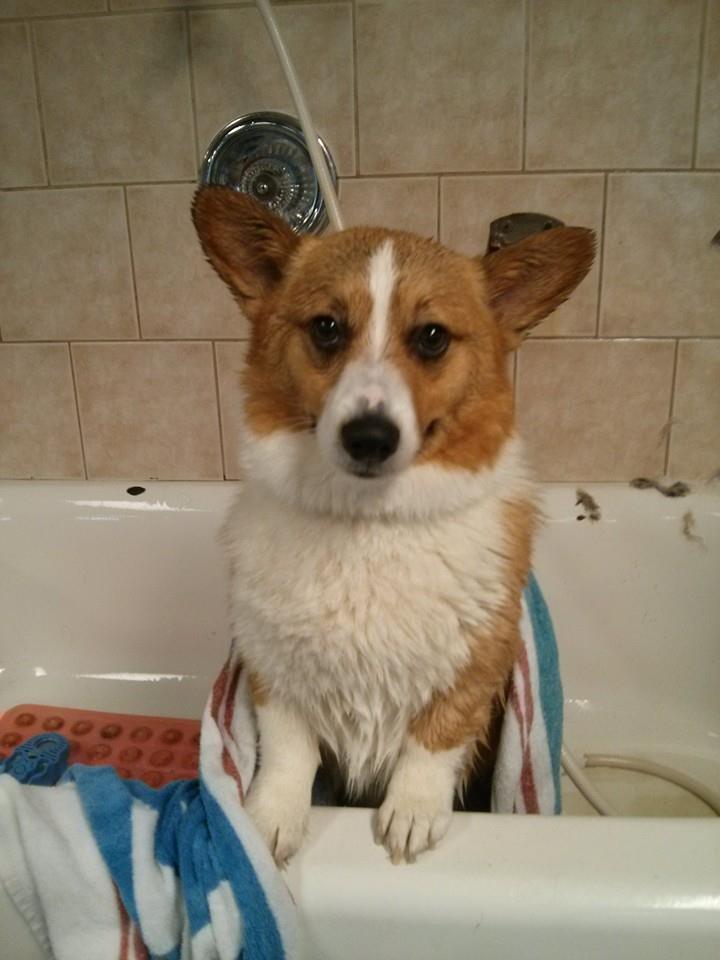 Dog in a bathtub