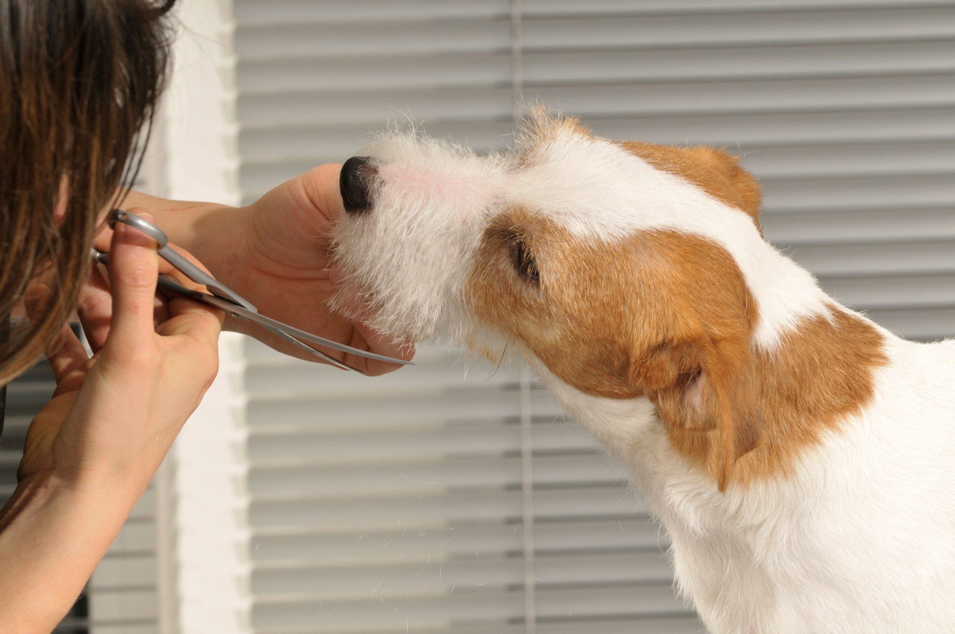 Groomer cutting the dog's hair