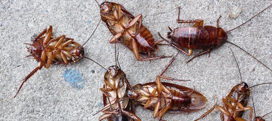 Cockroaches