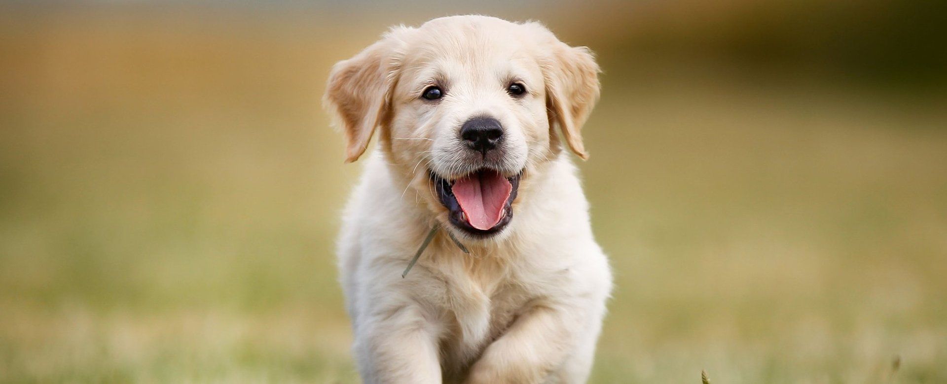 Bark Avenue Pet Salon Pet Grooming Derry, NH