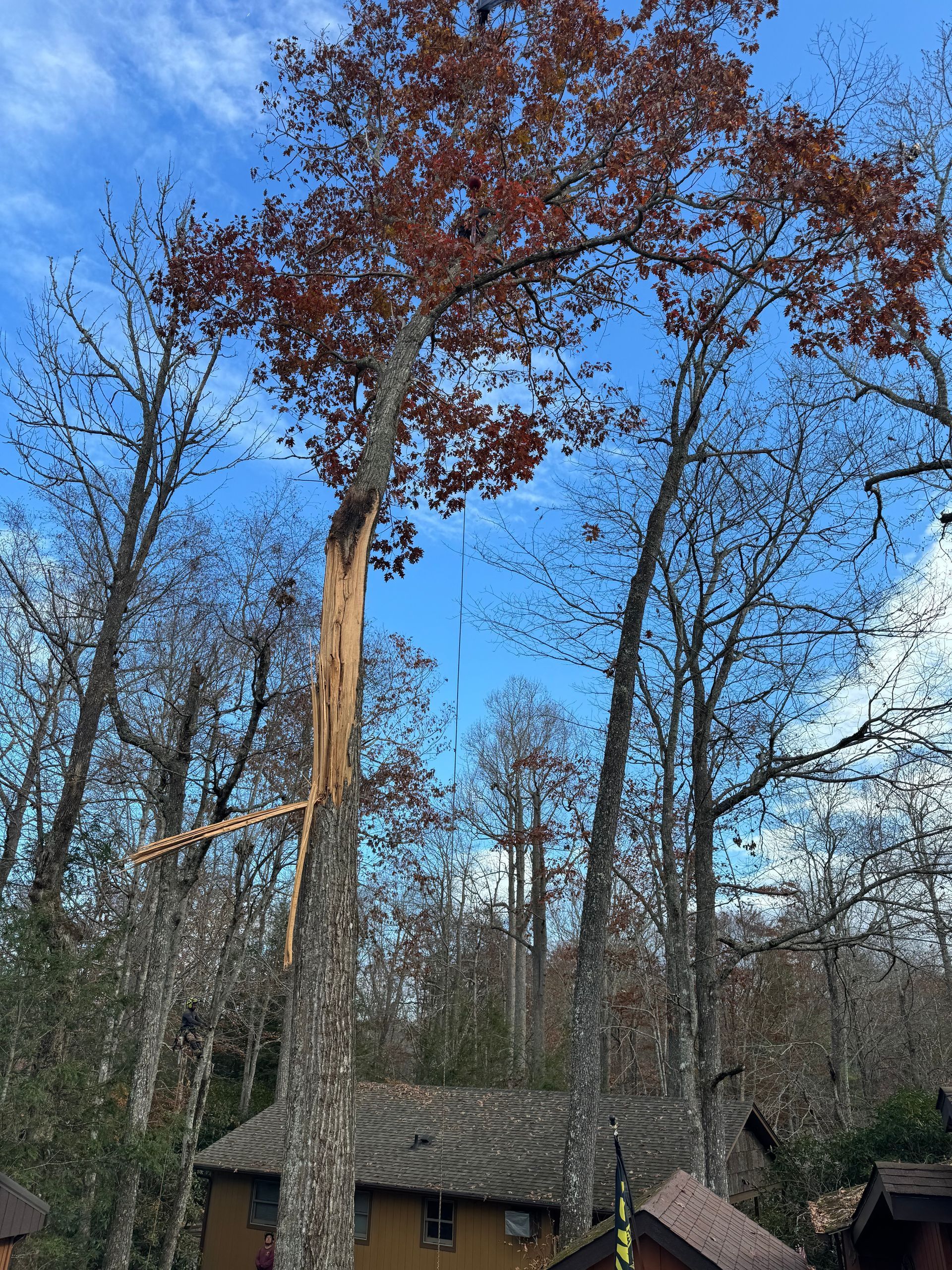 Tree split from top to bottom, brown leaves, partially covering a roof against a blue sky.