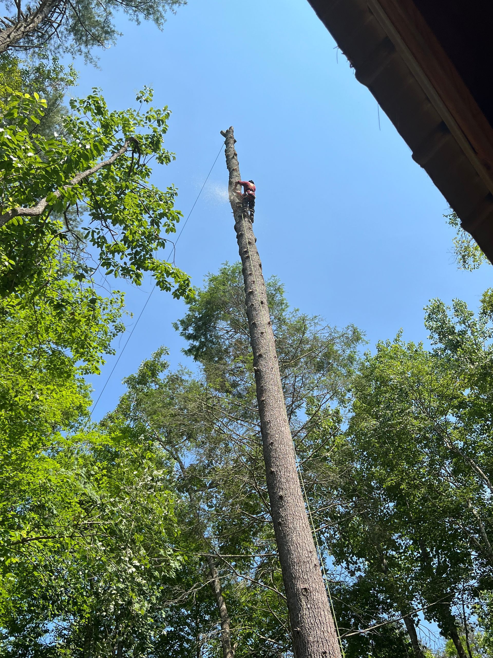 A person with a chainsaw at the top of a tall tree against a blue sky, cutting down the tree.