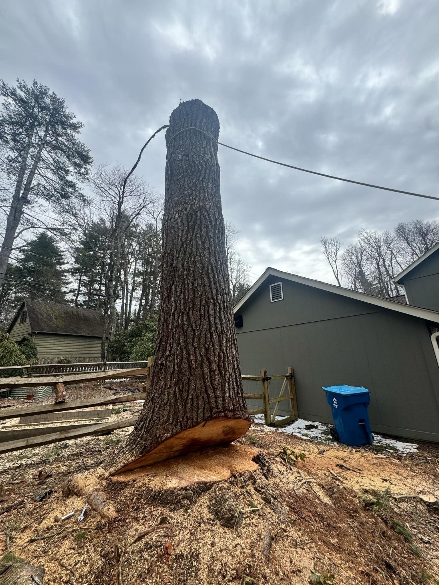 Tall tree trunk partially cut down near a building and fence, under a cloudy sky.