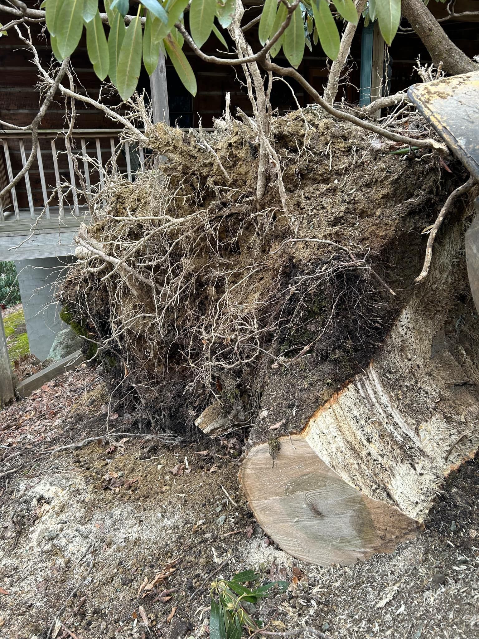 Pile of wood chips and tree trunk, likely from tree cutting, outside a building.
