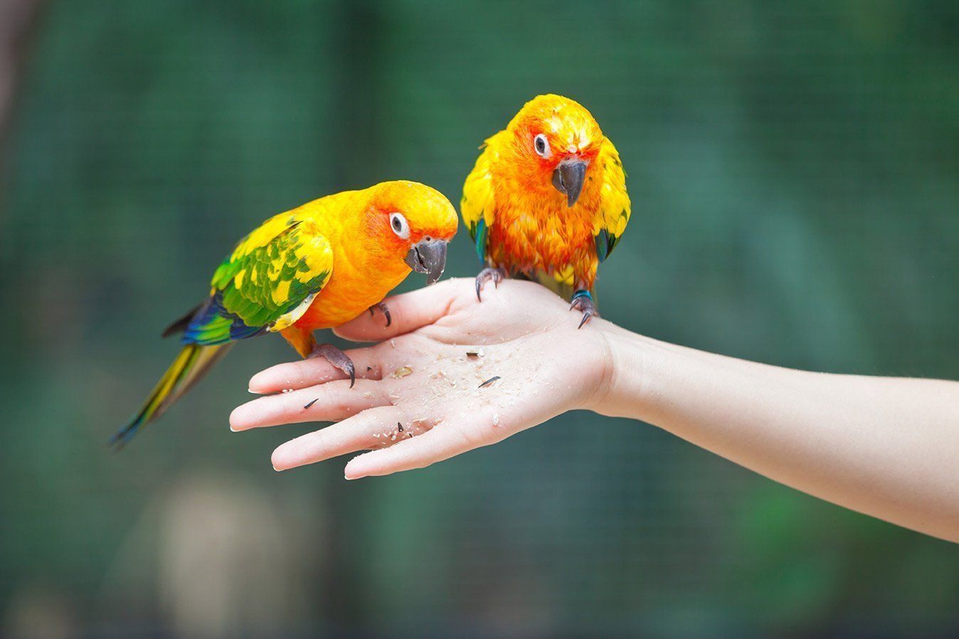 Two sun conures perched on a hand, one preening, both with yellow, orange, green, and blue feathers against a blurred green background.
