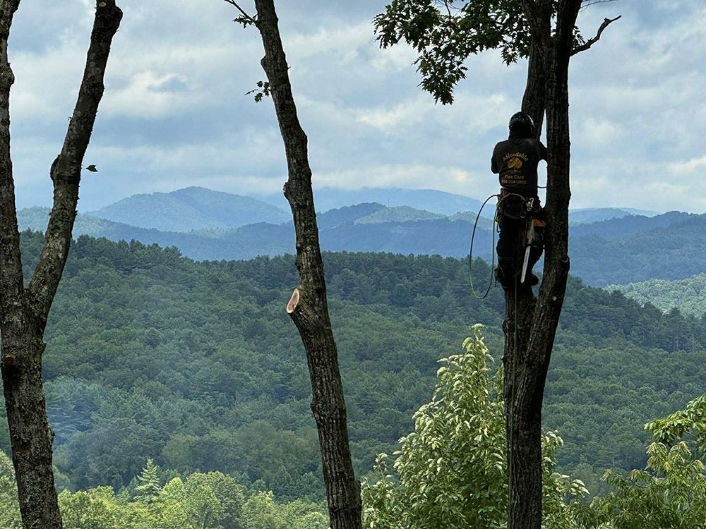 A person in safety gear works high in a tree, overlooking a scenic landscape of rolling blue mountains and green forests.