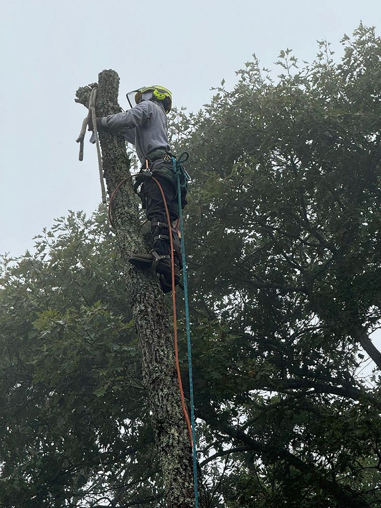 A worker in a helmet and climbing gear uses a chainsaw while suspended high up on a tall, vertical tree trunk.