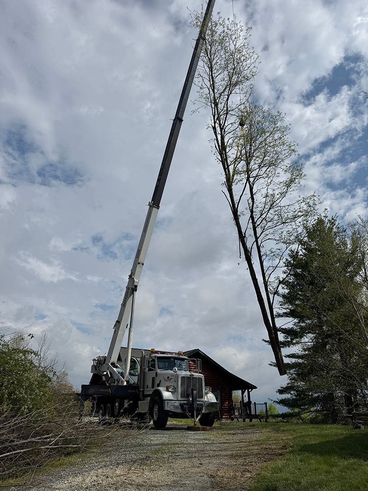 A crane lifting a tall, uprooted tree in a rural, outdoor setting under a cloudy sky.