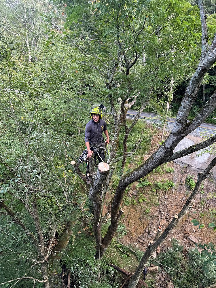 An arborist in a high-visibility helmet and safety gear works high in a tree, with a chainsaw held at their side.
