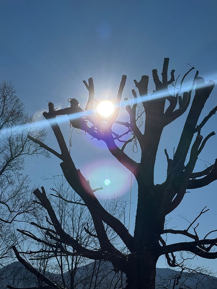 A silhouetted worker in a pruned tree against a bright sun with prominent lens flare.