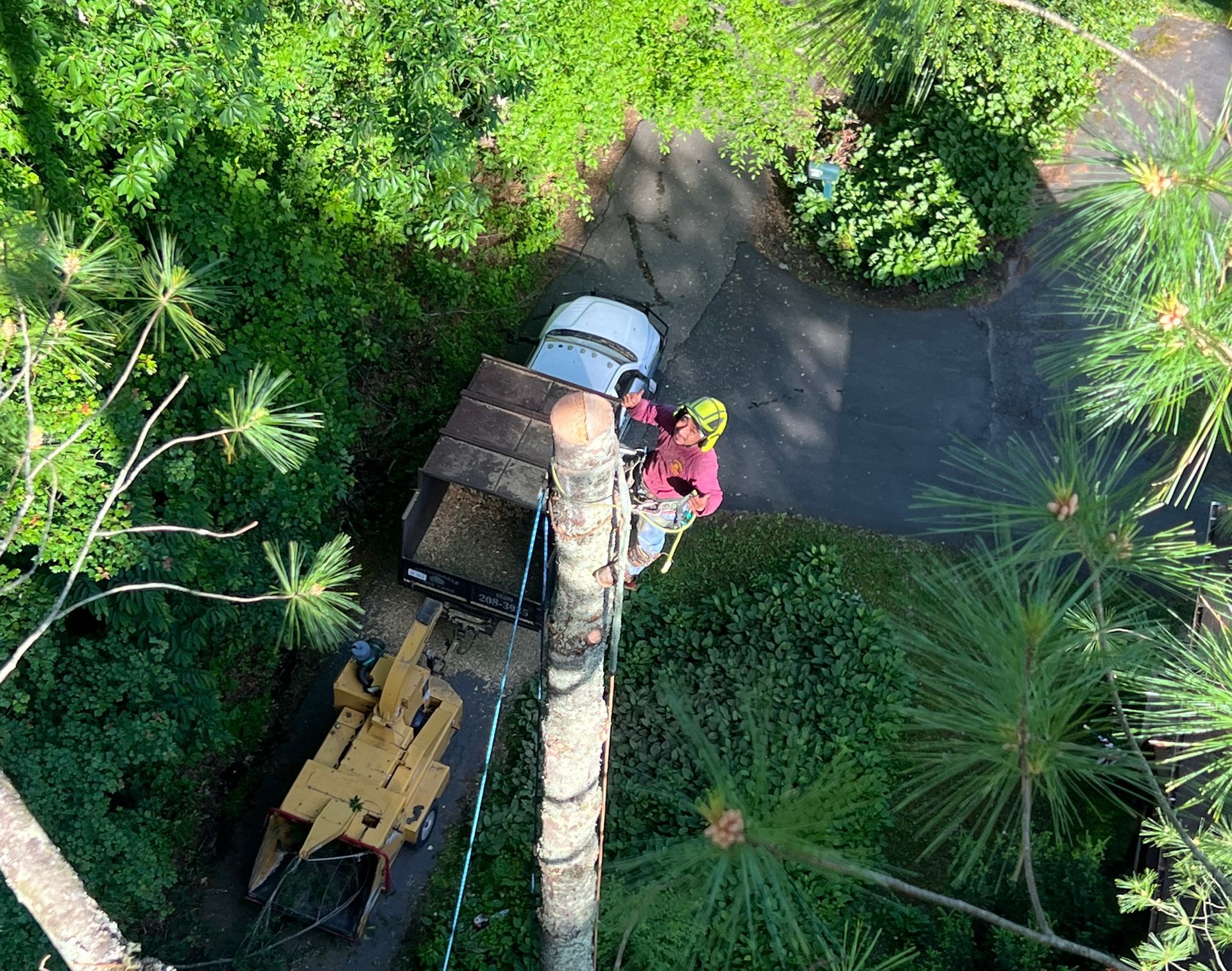 An arborist in protective gear works atop a tall tree trunk, with a wood chipper and truck parked on a path below.