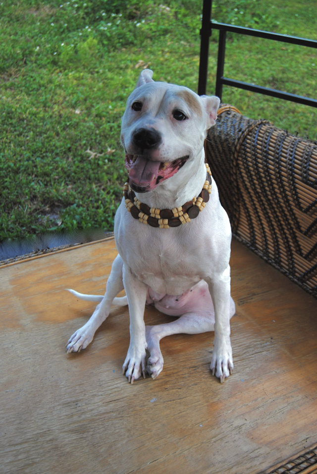 edgewater veterinary clinic