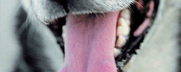 close-up of a dog's mouth