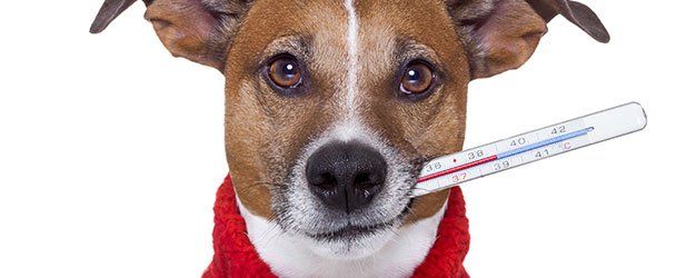 a dog with thermometer in the mouth