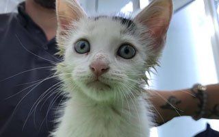 a cat inside a veterinary clinic