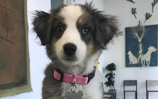 edgewater veterinary clinic