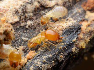 Termites