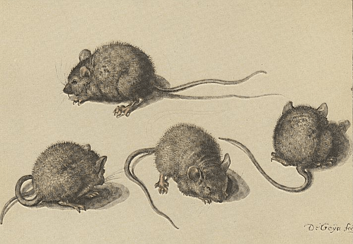 Rodents