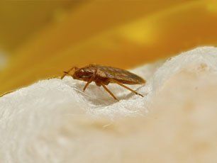 Bed Bugs