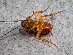 Cockroach