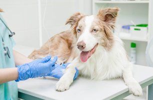 Veterinary Care Specialists | Veterinary Hospital Milford MI