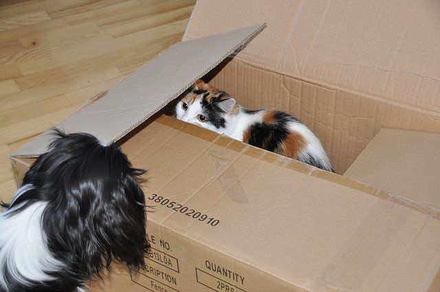 Two cats peeking at each other from and beside a cardboard box on a wooden floor
