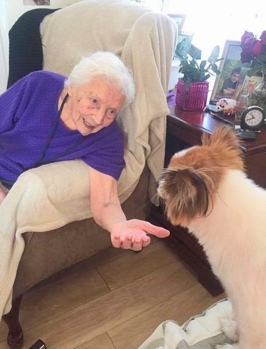 Elderly person in a purple shirt reaching toward a fluffy dog beside an armchair in a cozy living room
