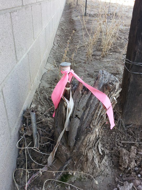 A tree stump with a pink ribbon around it