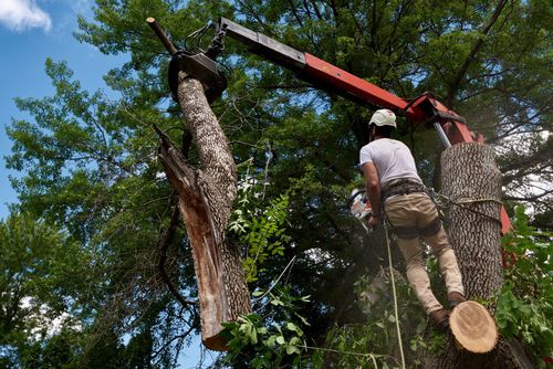 Worker trimming a tree with a chainsaw from a boom lift, surrounded by green foliage.