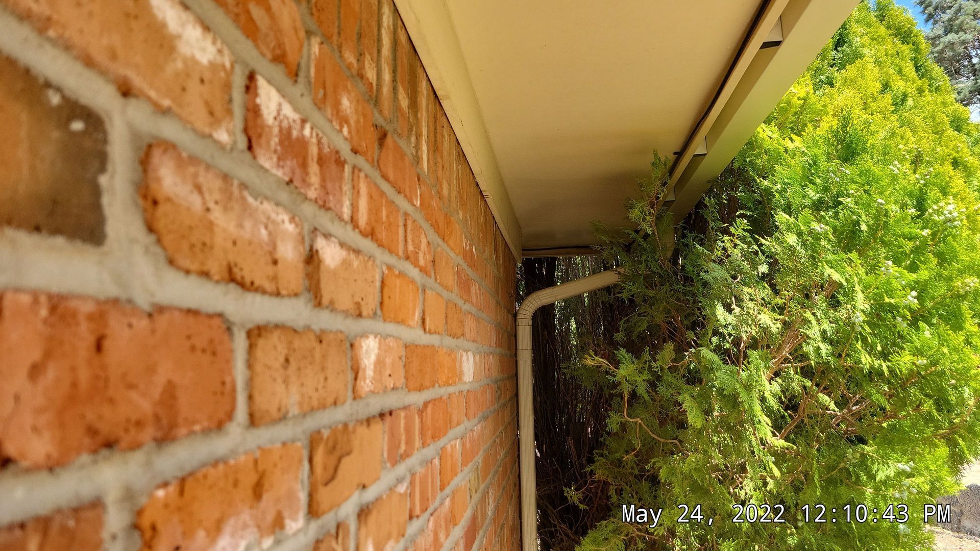 Brick wall with white trim and a green bush to the right. A white rain gutter is present.