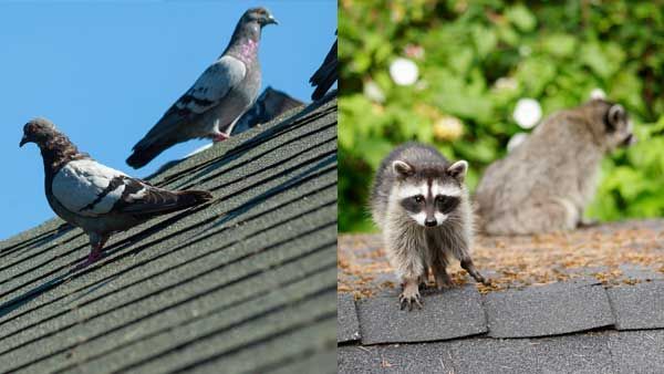 Pigeons perched on a rooftop, joined by two raccoons. The animals are outdoors on a sunny day.