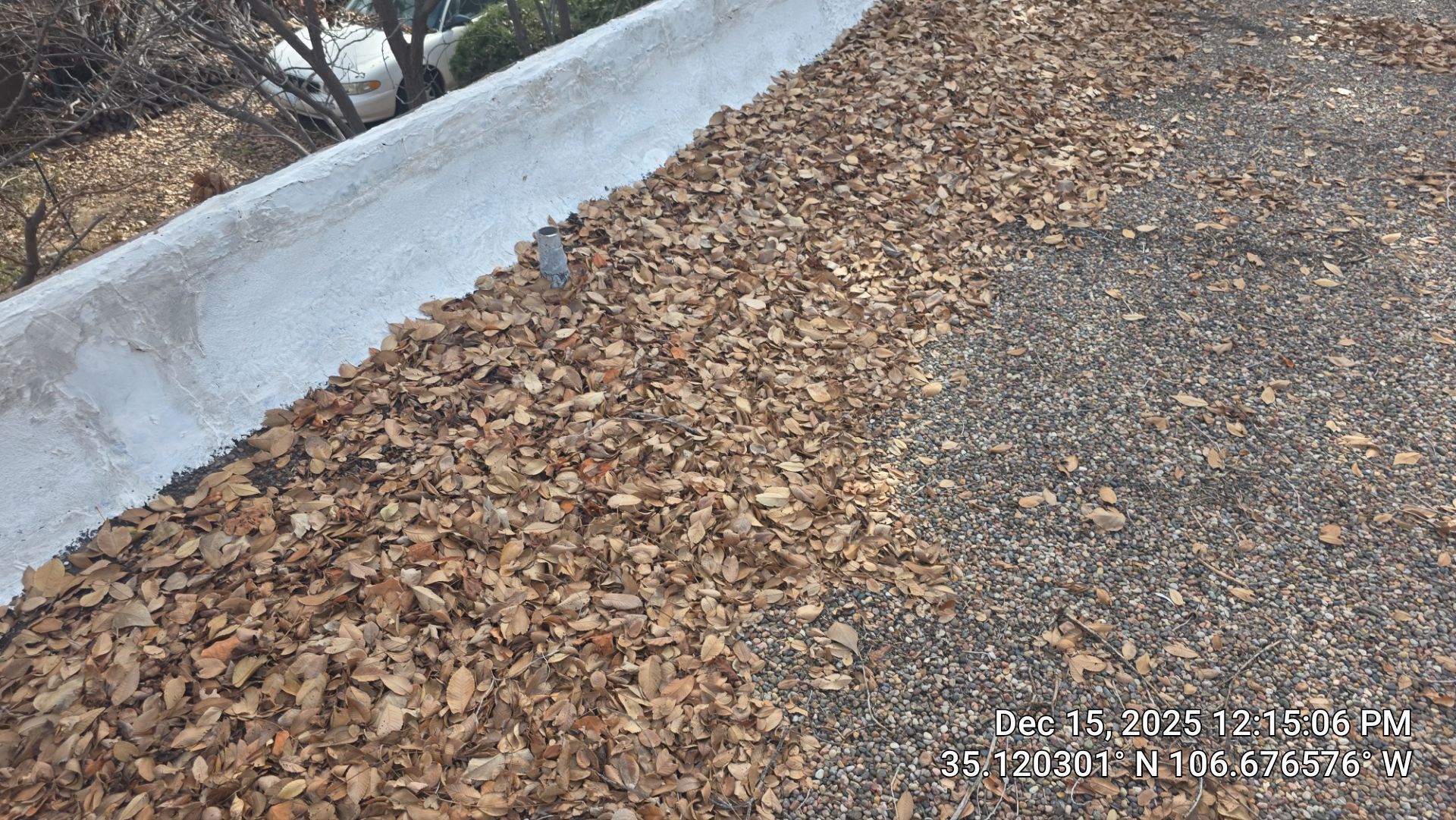 Leaves cover a road. A white curb is on the left.