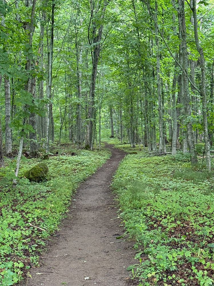 A dirt path winds through a lush green forest, with tall trees and foliage on either side.